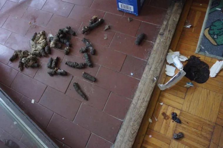 Podstanarka iz pakla