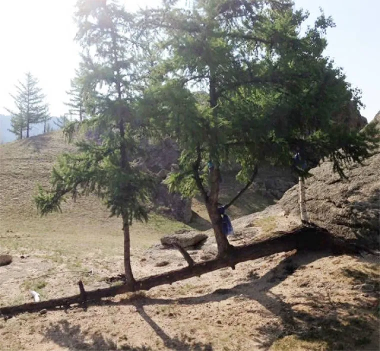 PRIRODA JE SNAŽNIJA NEGO &Scaron;TO MISLITE: Prizori koji pokazuju da opstaje čak i unatoč nemogućim uvjetima