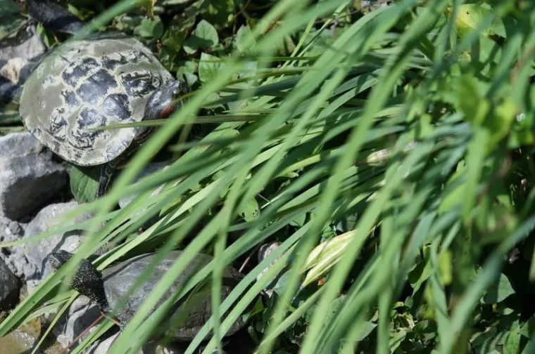 Botanički vrt je prema web stranici TripExpert.com progla&scaron;en jednom od najljep&scaron;ih atrakcija u Zagrebu.