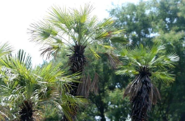 Botanički vrt je prema web stranici TripExpert.com progla&scaron;en jednom od najljep&scaron;ih atrakcija u Zagrebu.