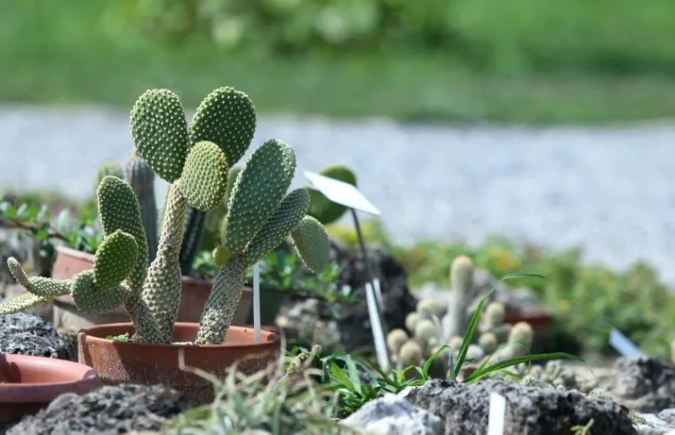 Botanički vrt je prema web stranici TripExpert.com progla&scaron;en jednom od najljep&scaron;ih atrakcija u Zagrebu.