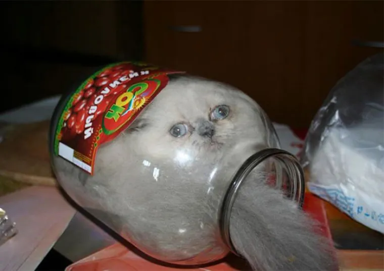 'AKO STANE GUZA, STANE SVE': Pogledajte primjere kada su mačke ovo izjavile - i bile u pravu. Evo za&scaron;to toliko vole uske prostore