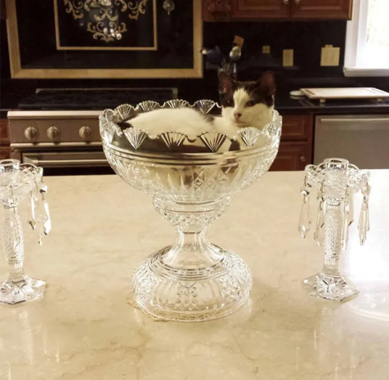 MAČKE SU BA&Scaron; ČUDNOVATA ČUDOVI&Scaron;TA: Uvijek pronađu mjesto za izležavanje, nema gdje se neće ugurati