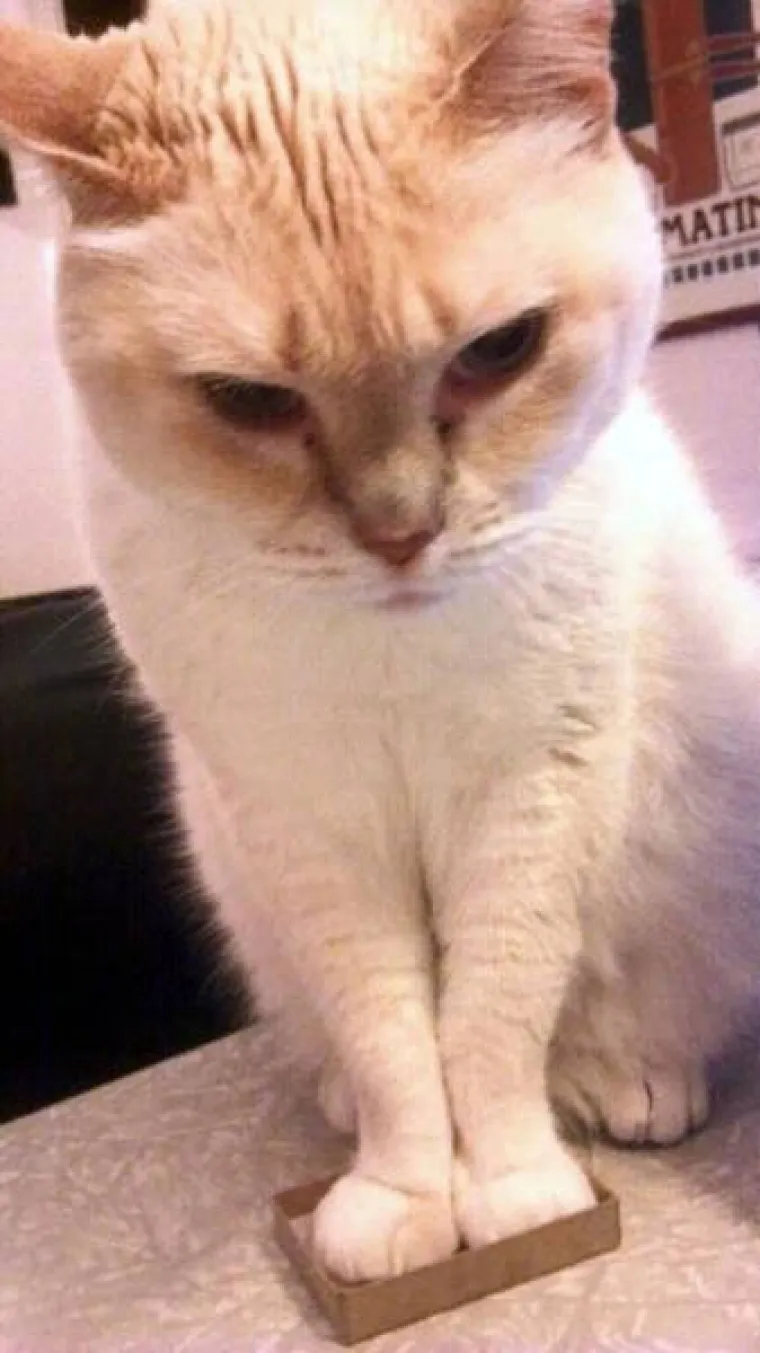 MAČKE SU BA&Scaron; ČUDNOVATA ČUDOVI&Scaron;TA: Uvijek pronađu mjesto za izležavanje, nema gdje se neće ugurati