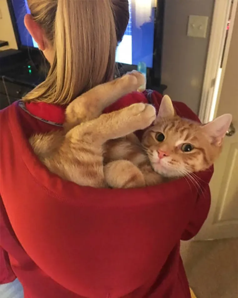 MAČKE SU BA&Scaron; ČUDNOVATA ČUDOVI&Scaron;TA: Uvijek pronađu mjesto za izležavanje, nema gdje se neće ugurati