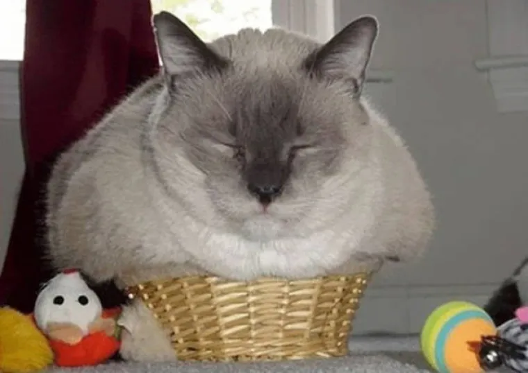 MAČKE SU BA&Scaron; ČUDNOVATA ČUDOVI&Scaron;TA: Uvijek pronađu mjesto za izležavanje, nema gdje se neće ugurati