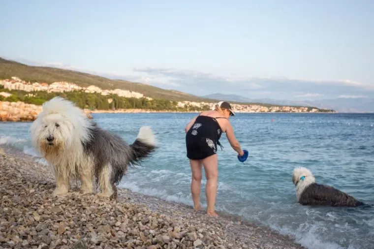 U ovom plivačkom natjecanju glavnu ulogu su imali psi