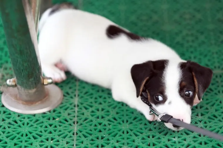 OVO JE NAJSLAĐI PAS NA HRVATSKOJ OBALI I ŠIRE: Štene Jack Russell terijera oduševilo putnike na trajektu za Stari Grad