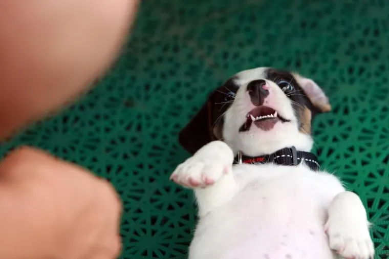 OVO JE NAJSLAĐI PAS NA HRVATSKOJ OBALI I ŠIRE: Štene Jack Russell terijera oduševilo putnike na trajektu za Stari Grad