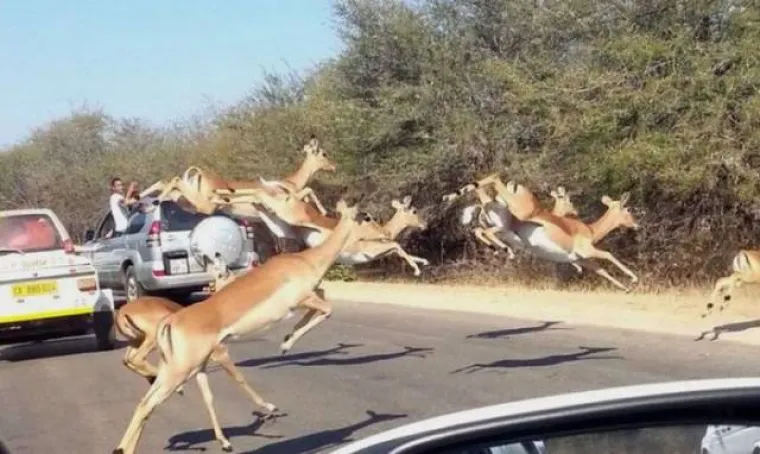 ZABORAVLJENI KONTINENT PUN JE BIZARNIH PRIZORA: Rusija i Japan imaju veliku konkurenciju u afričkim zemljama