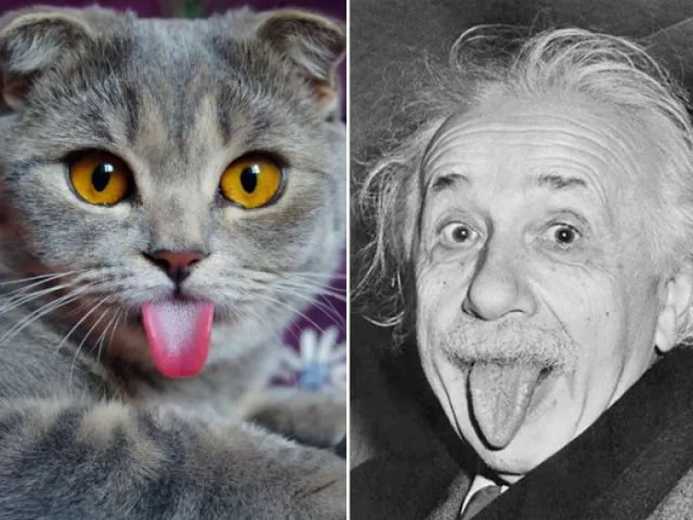 OD HITLERA DO EINSTEINA, SVI IMAJU MAČJE DVOJNIKE: Nevjerojatno na koga sve ljubimci mogu nalikovati