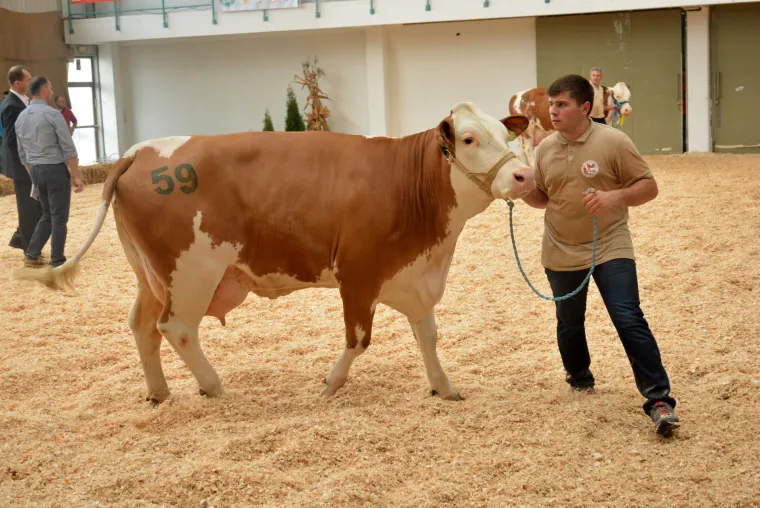 Krava Bambi Tomislava Bukala apsolutna je &scaron;ampionka Jesenskog sajma u Bjelovaru
