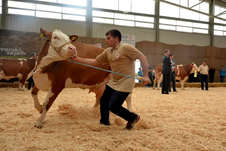 Krava Bambi Tomislava Bukala apsolutna je &scaron;ampionka Jesenskog sajma u Bjelovaru