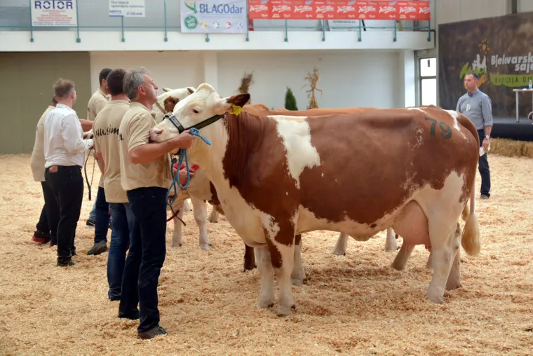 Krava Bambi Tomislava Bukala apsolutna je &scaron;ampionka Jesenskog sajma u Bjelovaru