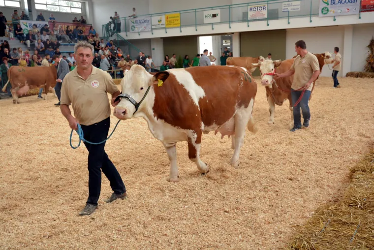 Krava Bambi Tomislava Bukala apsolutna je &scaron;ampionka Jesenskog sajma u Bjelovaru