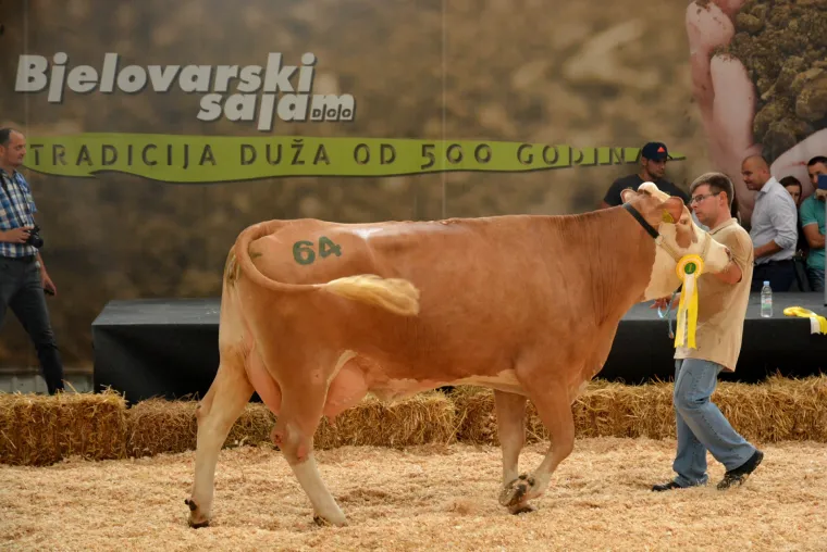 Krava Bambi Tomislava Bukala apsolutna je &scaron;ampionka Jesenskog sajma u Bjelovaru