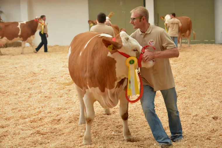 Krava Bambi Tomislava Bukala apsolutna je &scaron;ampionka Jesenskog sajma u Bjelovaru