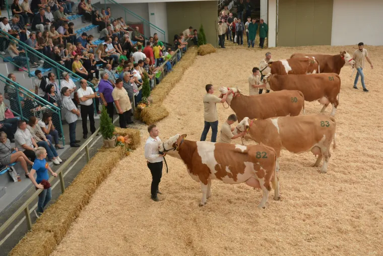 Krava Bambi Tomislava Bukala apsolutna je &scaron;ampionka Jesenskog sajma u Bjelovaru