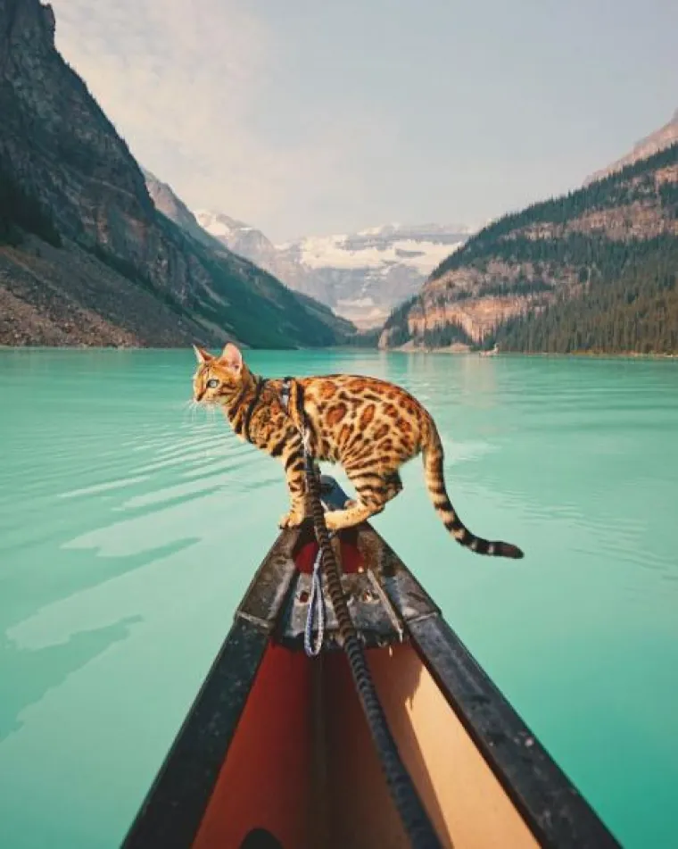 Upoznajte Suki: 'putujuća' mačka živi najljep&scaron;i &scaron;umski san