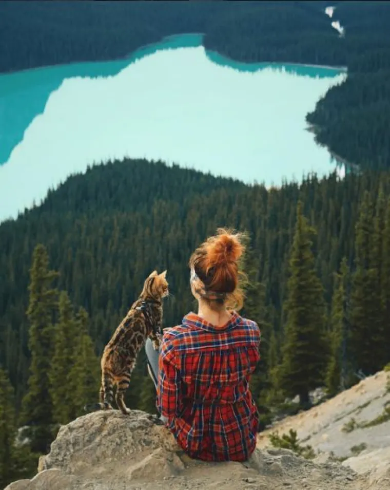 Upoznajte Suki: 'putujuća' mačka živi najljep&scaron;i &scaron;umski san