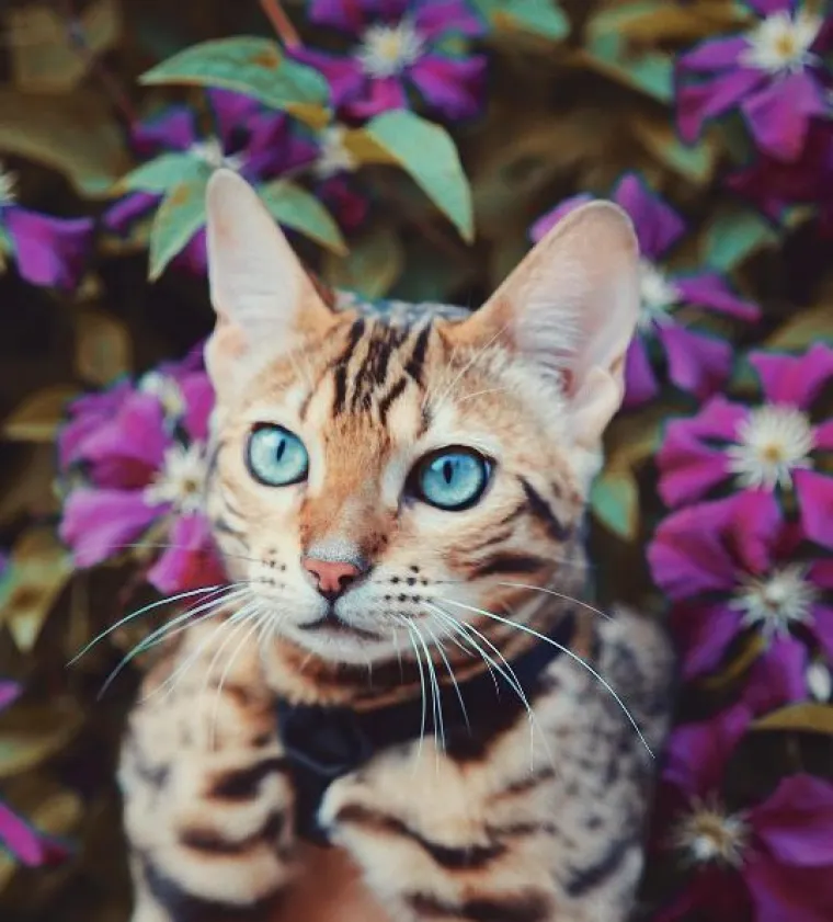 Upoznajte Suki: 'putujuća' mačka živi najljep&scaron;i &scaron;umski san