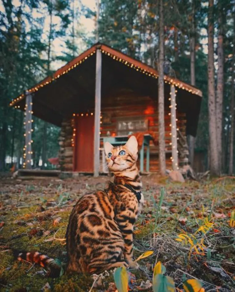 Upoznajte Suki: 'putujuća' mačka živi najljep&scaron;i &scaron;umski san