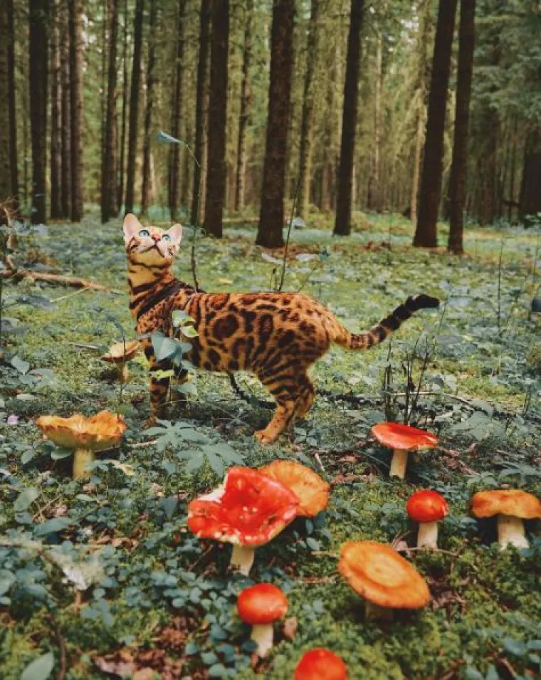 Upoznajte Suki: 'putujuća' mačka živi najljep&scaron;i &scaron;umski san