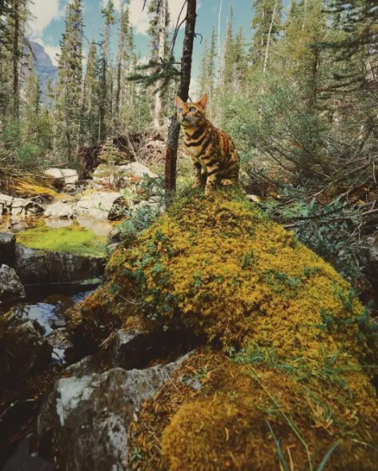 Upoznajte Suki: 'putujuća' mačka živi najljep&scaron;i &scaron;umski san