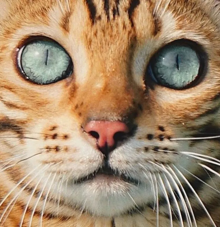 Upoznajte Suki: 'putujuća' mačka živi najljep&scaron;i &scaron;umski san