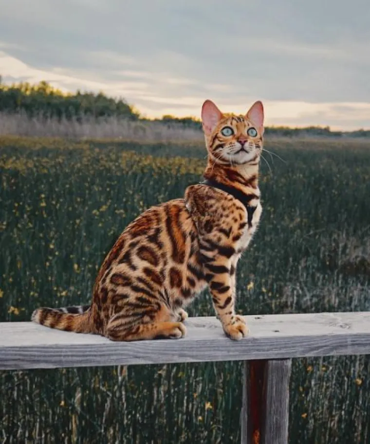 Upoznajte Suki: 'putujuća' mačka živi najljep&scaron;i &scaron;umski san