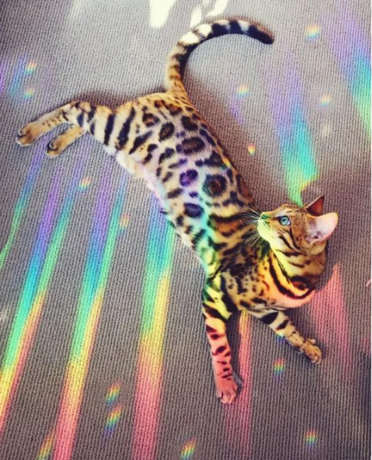 Upoznajte Suki: 'putujuća' mačka živi najljep&scaron;i &scaron;umski san