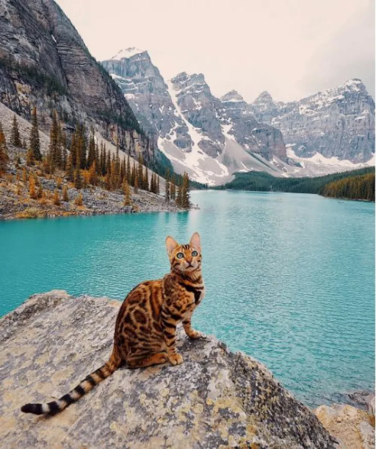 Upoznajte Suki: 'putujuća' mačka živi najljep&scaron;i &scaron;umski san