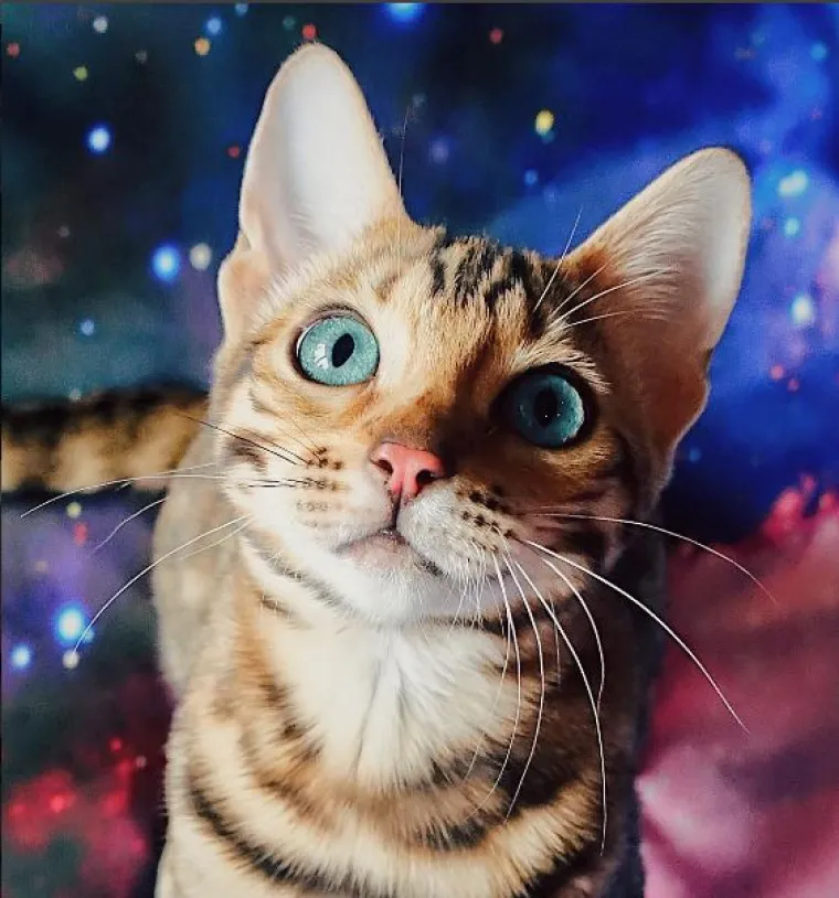 Upoznajte Suki: 'putujuća' mačka živi najljep&scaron;i &scaron;umski san