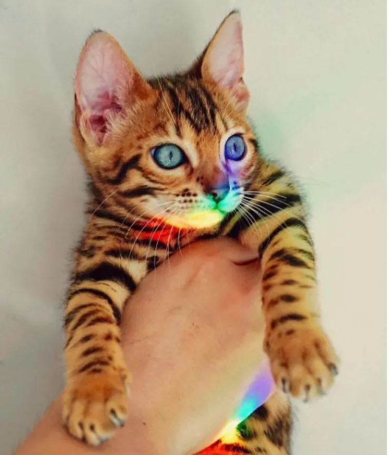 Upoznajte Suki: 'putujuća' mačka živi najljep&scaron;i &scaron;umski san