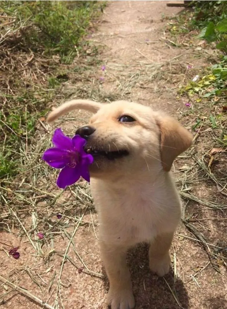 Od proteze do mačića: je li i va&scaron; ljubimac ovako osebujan kad nosi poklone?