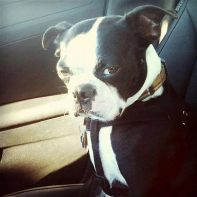 PA KAKO IH SHVATITI OZBILJNO: Znate onog prijatelja koji je smije&scaron;an i kad je bijesan k'o ris?