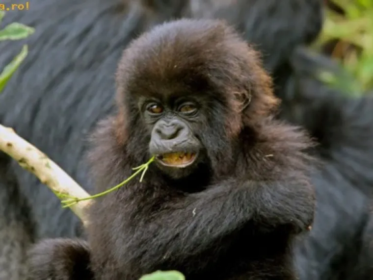 PA KAKO IH SHVATITI OZBILJNO: Znate onog prijatelja koji je smije&scaron;an i kad je bijesan k'o ris?