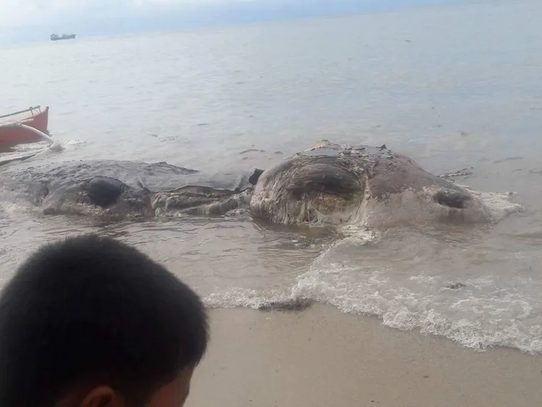 Nujnuj Capistrano s Filipina uspio je snimiti tajanstveno biće koje se nasukalo na plaži prije nego što je uklonjeno. Nepoznati monstrum odvučen je u more prije nego što je lokalno stanovništvo saznalo o čemu je uopće riječ, no prema izjavama svjedoka, izgleda da se radilo o strvini. Na to je ukazivao smrad koji se širio plažom, a neidentificirana morska neman odvučena je na 'morski pokop'.