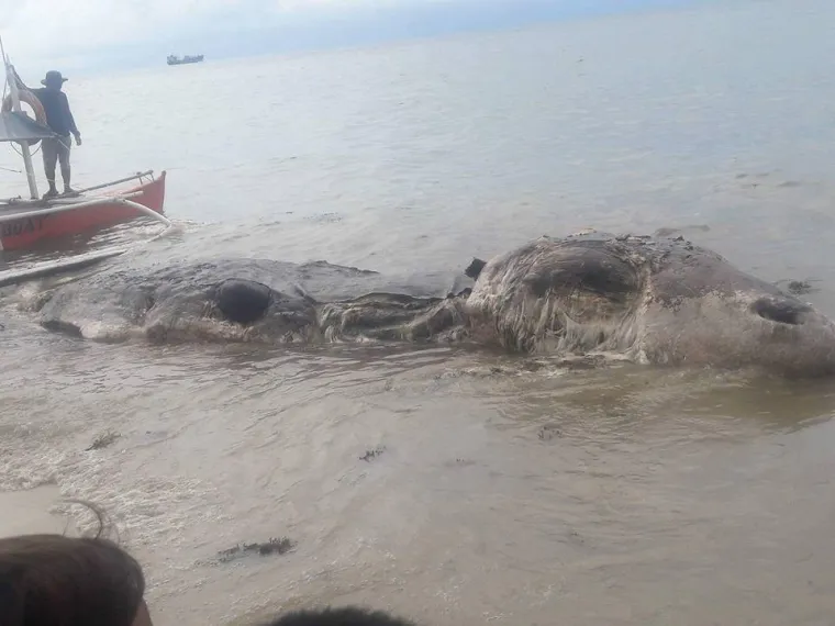 Iako je čudovište izgledalo poput dinosaura ili golemog guštera, vjerojatno je riječ o kitu.