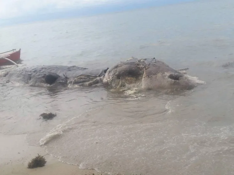 NA PLAŽI SNIMLJENA TAJANSTVENA NEMAN: Odvukli je u more prije nego što su je ljudi na plaži uspjeli identificirati