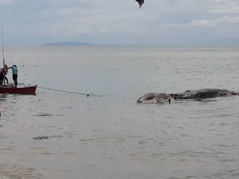NA PLAŽI SNIMLJENA TAJANSTVENA NEMAN: Odvukli je u more prije nego što su je ljudi na plaži uspjeli identificirati