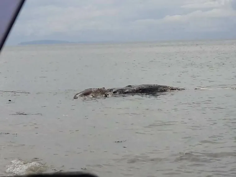 NA PLAŽI SNIMLJENA TAJANSTVENA NEMAN: Odvukli je u more prije nego što su je ljudi na plaži uspjeli identificirati