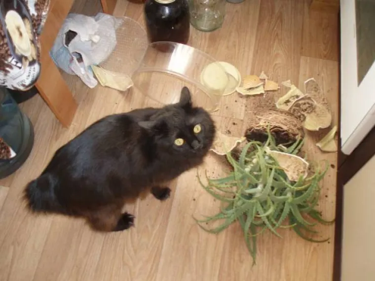 SREĆA IM OKRENULA LEĐA, A REZULTAT SU BIZARNE NEZGODE: Kad vas ne ide u životu, moguće su stvarno apsurdne situacije