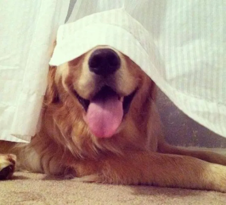 KLINCI SU UŽASNI U IGRI SKRIVAČA: Preslatki 'majstori' ba&scaron; ne razumiju kako funkcionira svijet oko njih