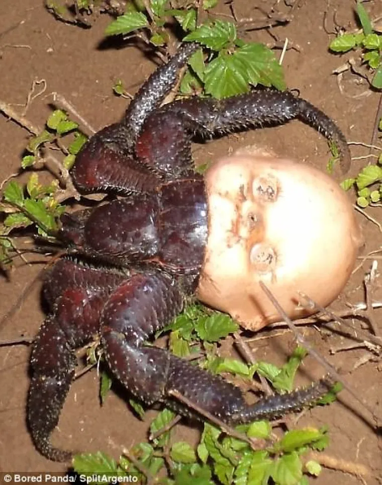 Rak pustinjak usvojio je lutkinu glavu kao ljusku.