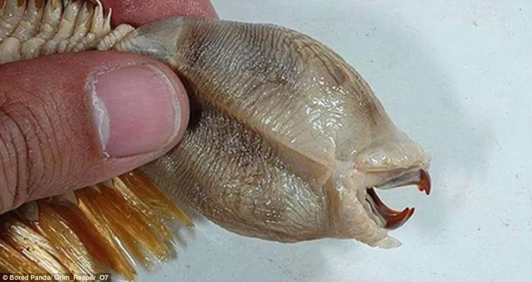 Antarktički crv (Eulagisca Gigantea) ima goleme ralje, &scaron;to sugerira da je grabežljivac.