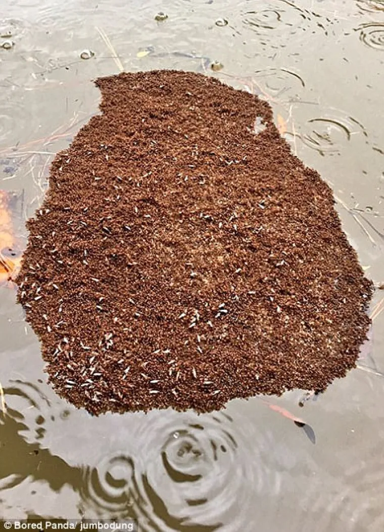 Najezda mrava nakon poplave u Houstonu