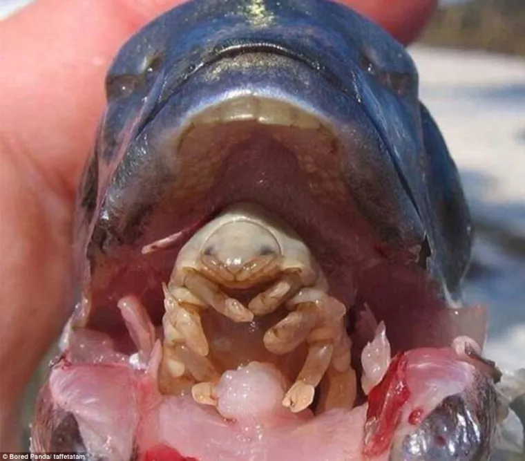 Cymothoa Exigua parazit je koji ulazi u riblje ždrijelo, hraneći se njezinim jezikom i smje&scaron;tajući se na njegovo mjesto.