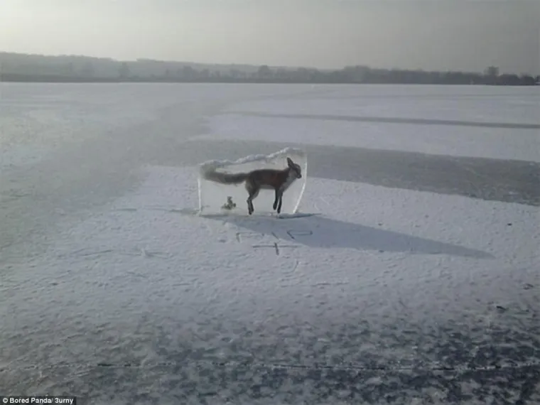 Lisica se utopila u zaleđenom jezeru. Ovakvu su je izvukli van.