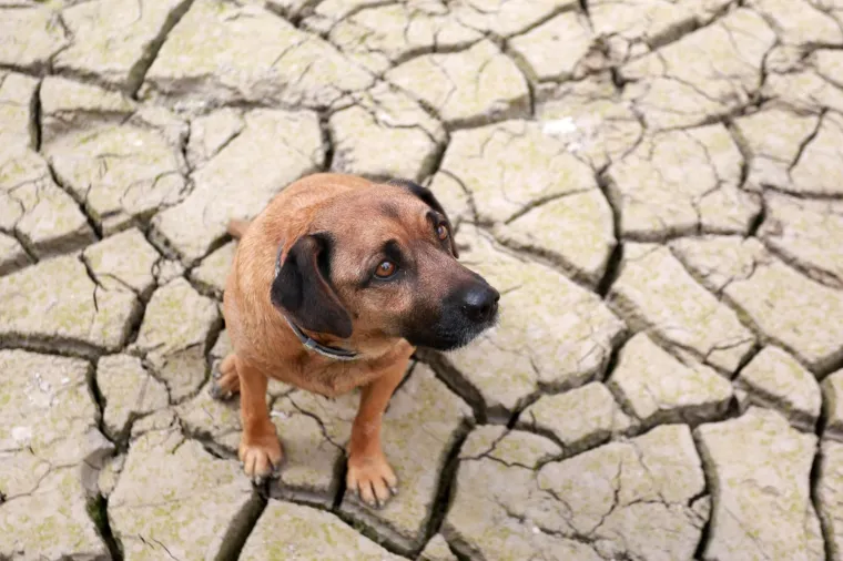 NOGOMETNA GROZNICA U IMOTSKOM: Pogledajte kako izgleda utakmica Vukodlaka i Vilenjaka na dnu isu&scaron;enog Modrog jezera